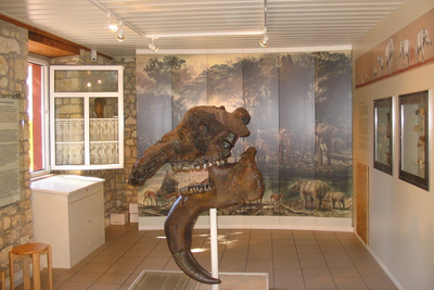 zu Dinotherium-Museum