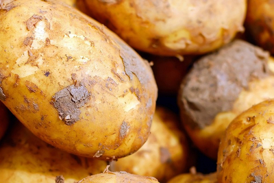 Kartoffeln nach der Ernte